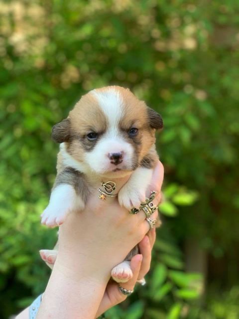 sable corgi