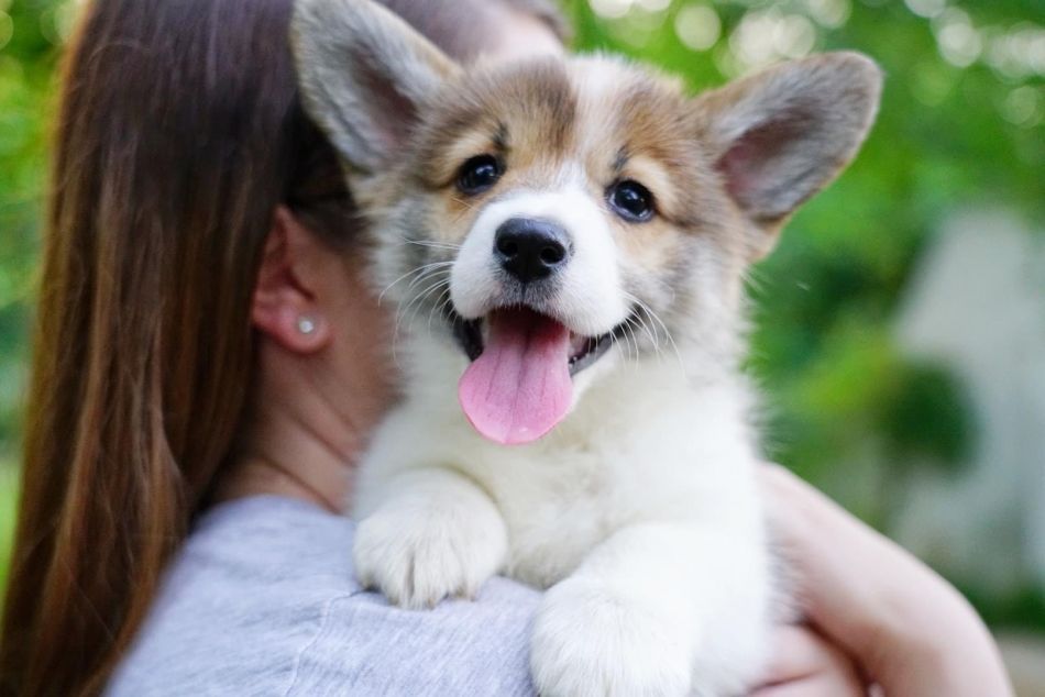 Welsh Corgi Puppies